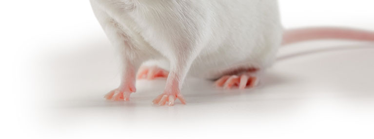 JAX mice phone number is 1-800-422-6423