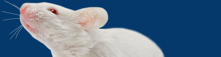 JAX mice phone number is 1-800-422-6423
