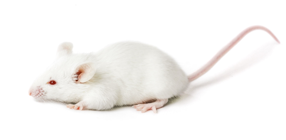 chan Mir hebe siberian mouse BALB/cJ | ジャクソン・ラボラトリー・ジャパン