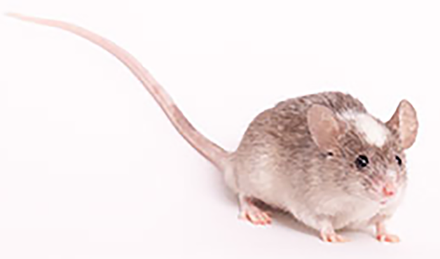 NBSGW mice