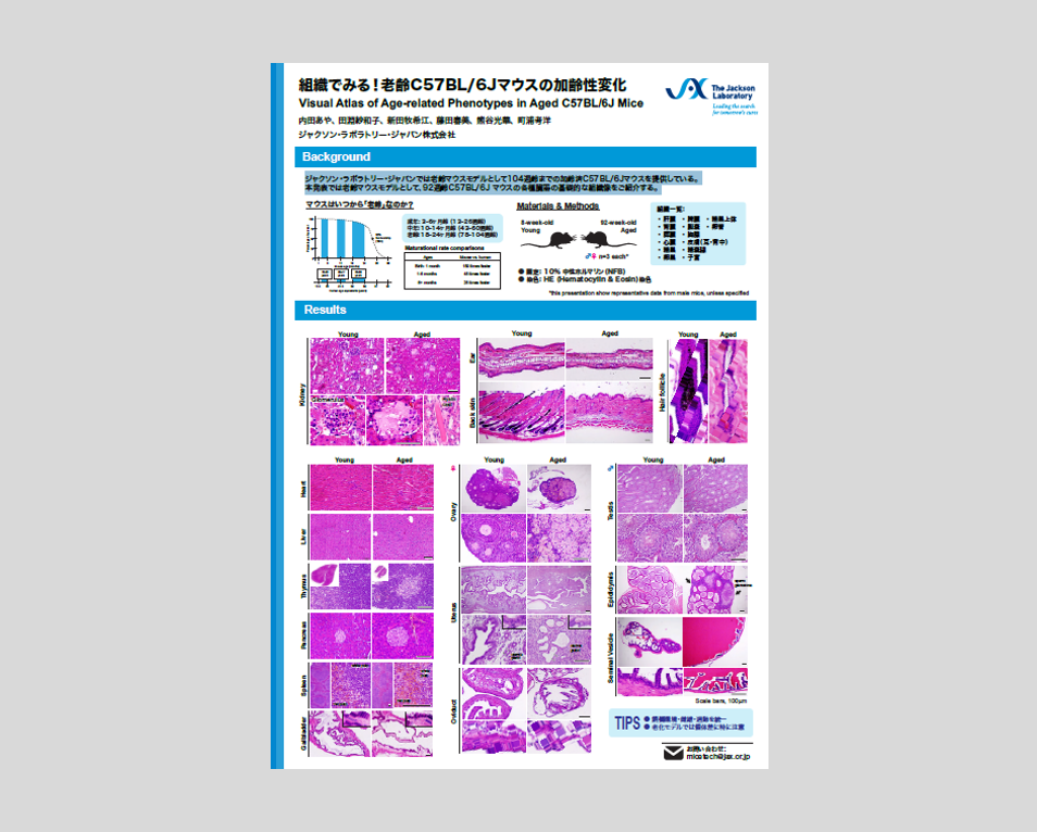 ポスターサンプル2